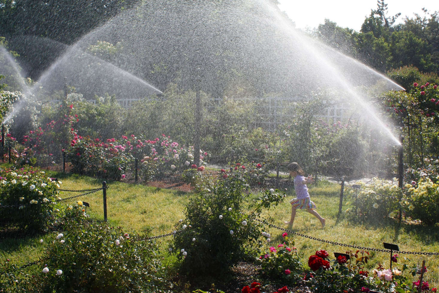 Well-timed sprinklers spray water in the Cranford Rose Garden at the Brooklyn Botanic Garden. Photograph by Marie Viljoen.